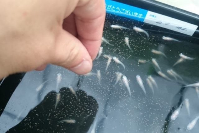 メダカ飼育 メダカ飼育